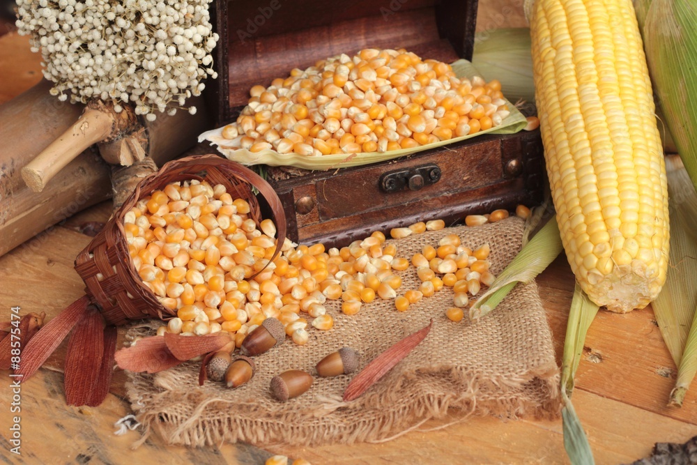 Yellow dry corn grain and corn fresh. Yellow dry corn grain and corn fresh.