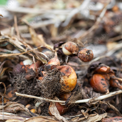 Young onions seedling © photopixel