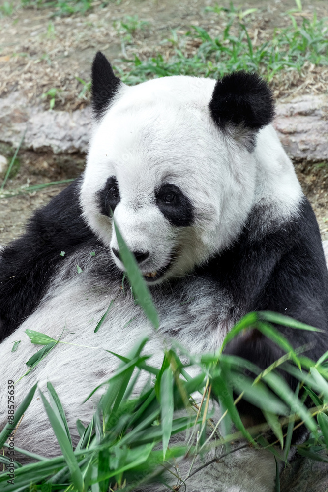 Fototapeta premium Lovely panda eating bamboo