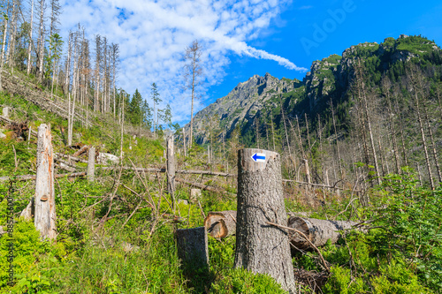 Hiking trail sign on tree in summer landscape of High Tatra Mountains, Slovakia