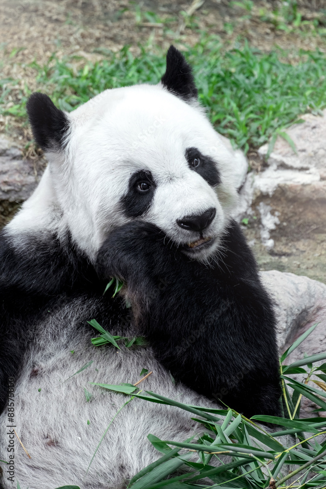 Lovely panda eating bamboo