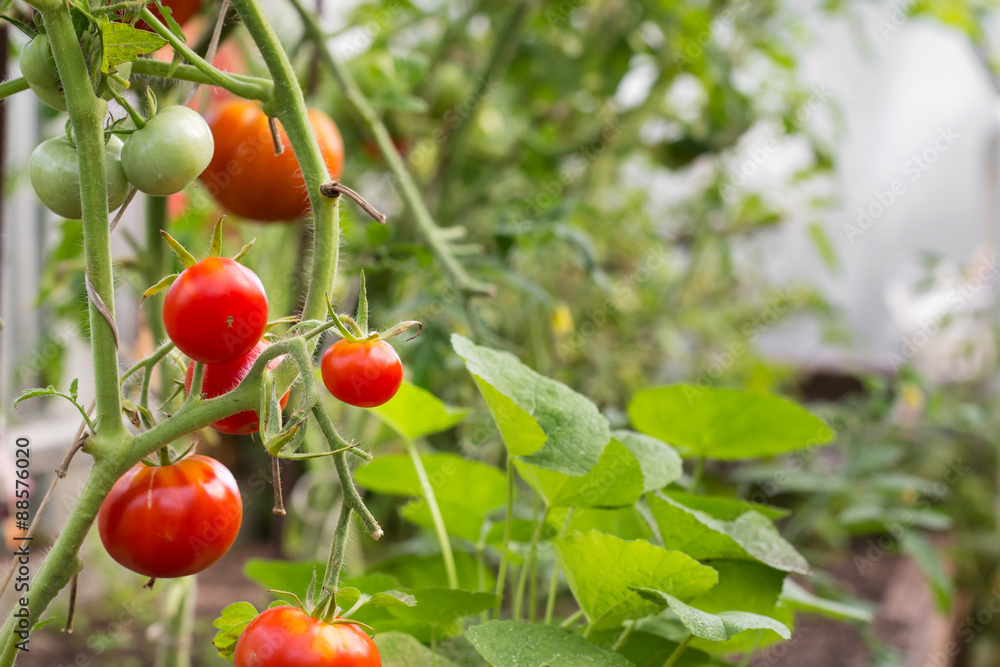 Red tomatoes in hothouse