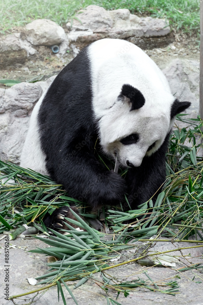 Fototapeta premium Lovely panda eating bamboo