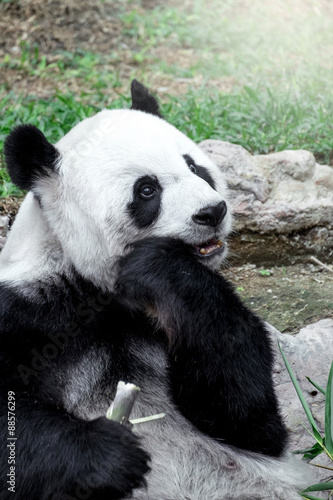 Fototapeta Naklejka Na Ścianę i Meble -  Lovely panda eating bamboo