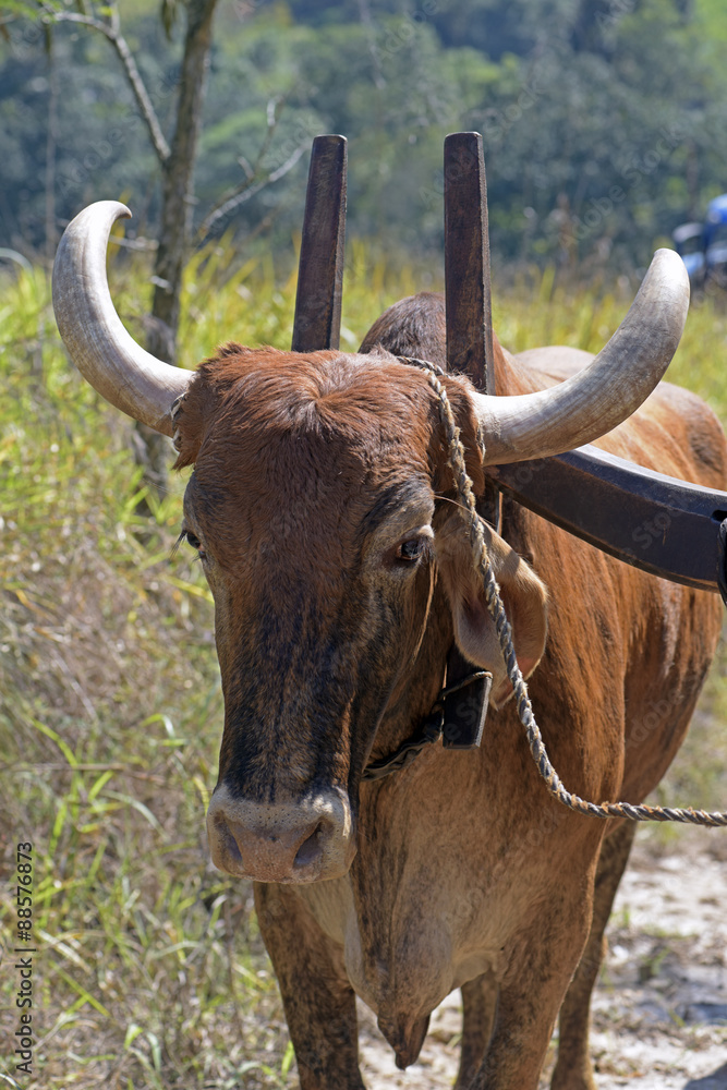 Bullock cart or ox cart, one of the most primitive means of tran Bullock cart or ox cart, one of the most primitive means of tran
