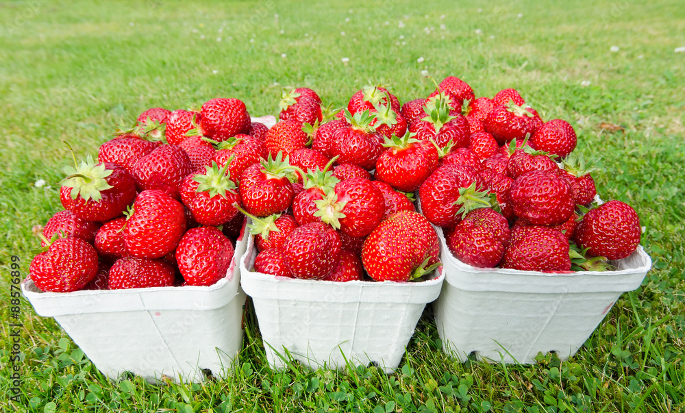 Fresh picked strawberries in cartoon packages Fresh picked strawberries in cartoon packages