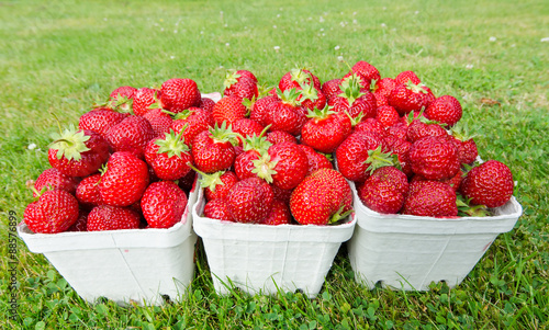 Fototapeta Naklejka Na Ścianę i Meble -  Fresh picked strawberries in cartoon packages