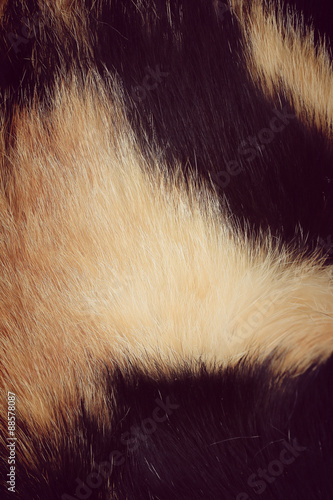 Fur cat background © oilslo