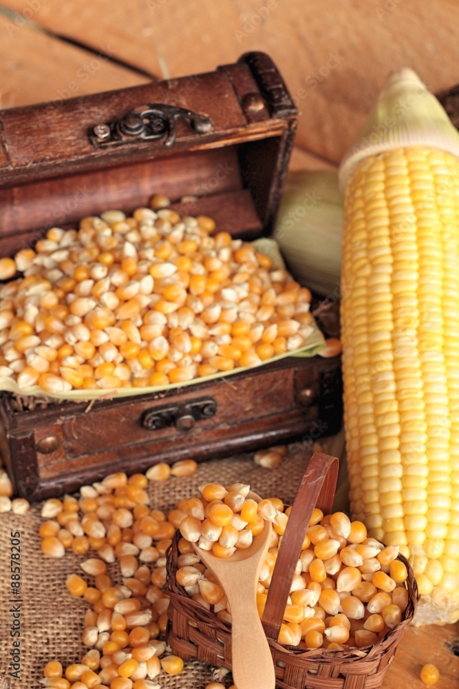 Yellow dry corn grain and corn fresh. Yellow dry corn grain and corn fresh.