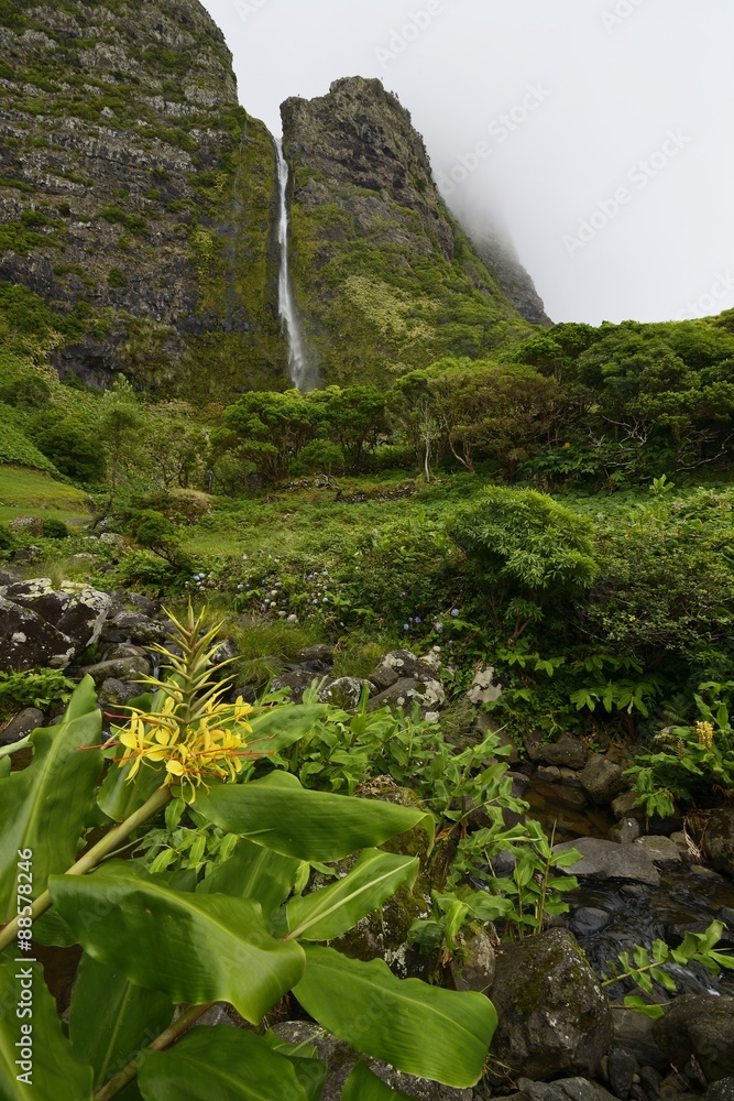 Hedychium gardnerianum (Kahili ginger, Kahila garlandlily, or ginger