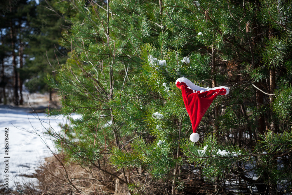 Santa hat on spruce tree in forest