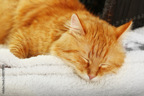 Red cat resting indoors