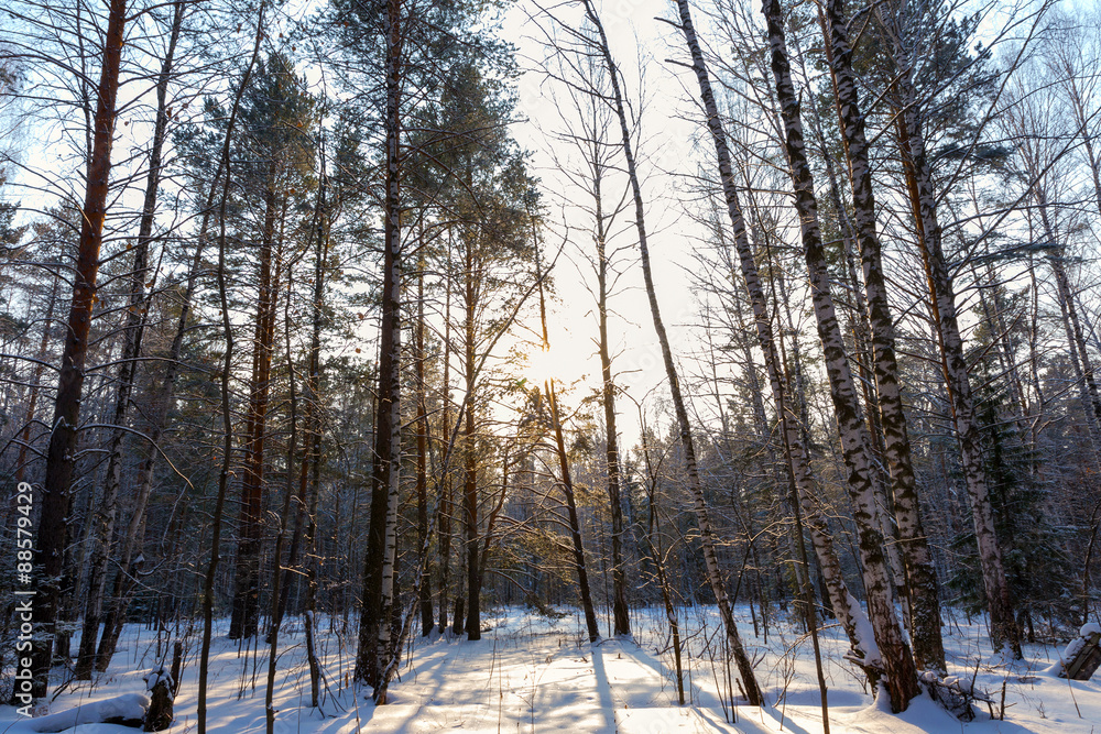 The sun rays breaking through the trees in the winter forest The sun rays breaking through the trees in the winter forest