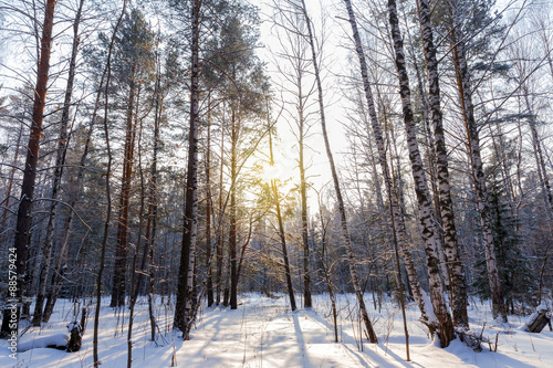 The sun's rays breaking through the trees in the winter forest