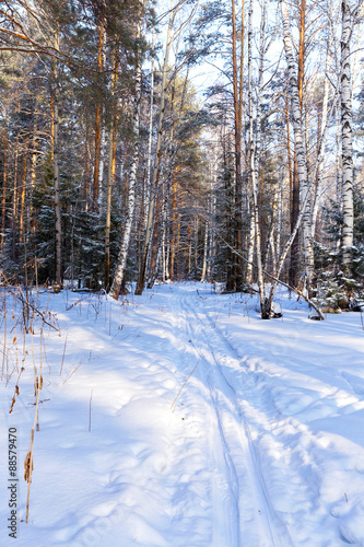 Ski run in winter birch grove