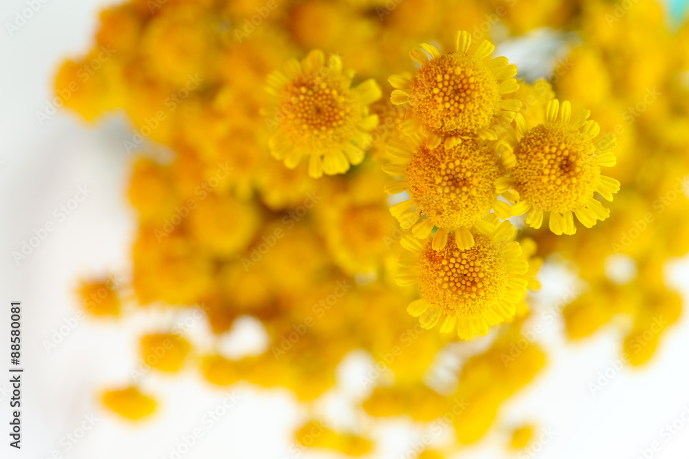 Beautiful small wild flowers close up Beautiful small wild flowers close up