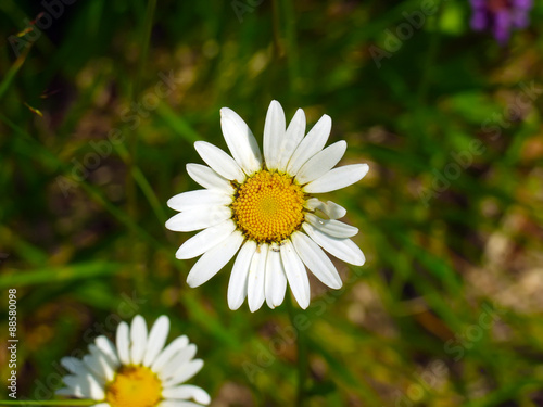 Green grass and chamomiles in the nature