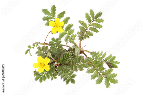 Silverweed