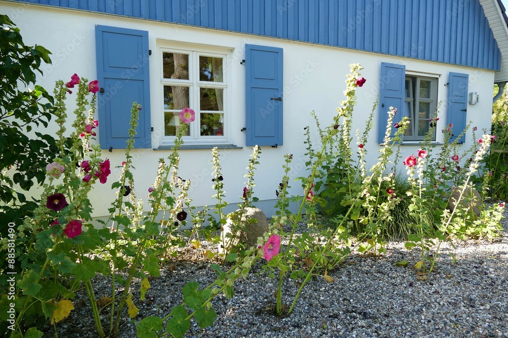 Landhaus mit Bauernrosen 