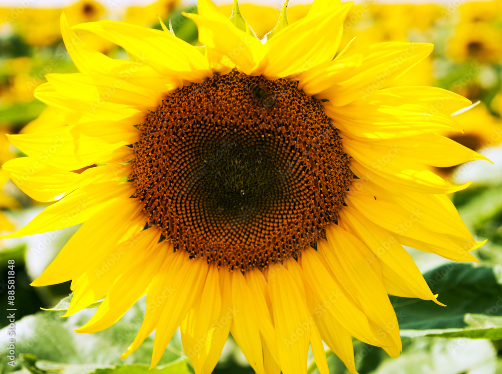Naklejka premium Field of sunflowers