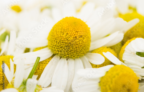 Fototapeta Naklejka Na Ścianę i Meble -  Medical daisy