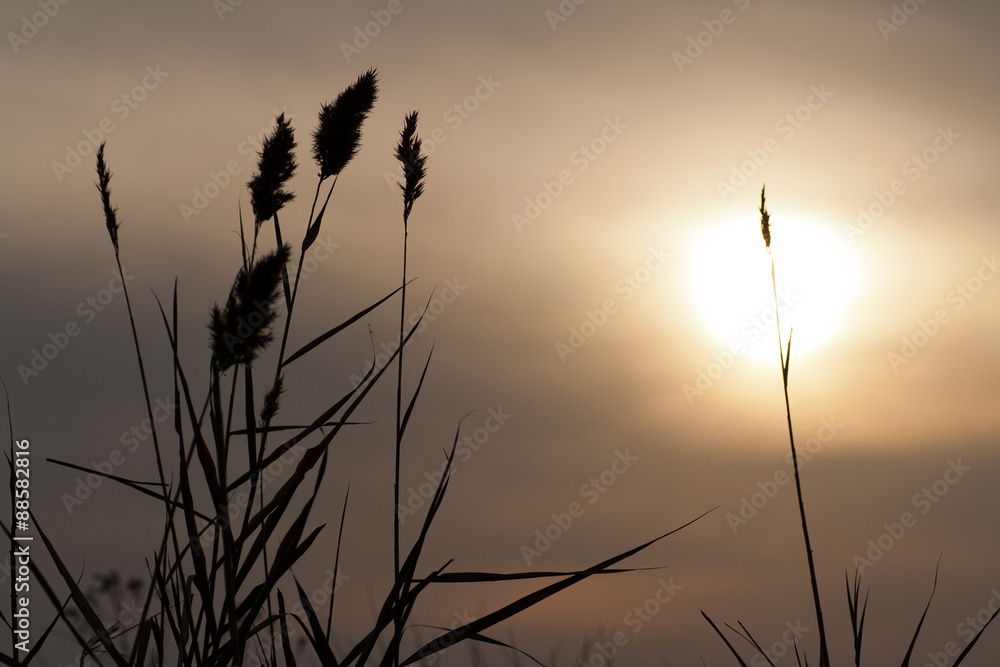 Obraz premium reeds at sunset in silhouette