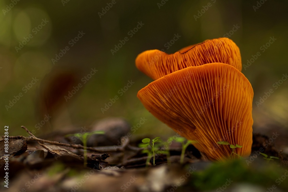 mushroom in the woods mushroom in the woods