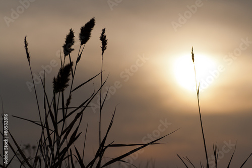 reeds at sunset in silhouette