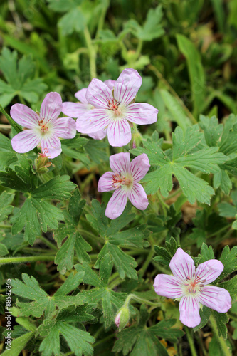 Fototapeta Naklejka Na Ścianę i Meble -  Pink wildflower, Richardson's Geranium, geranium richardsonii, growing on the side of Pike's Peak Mountain in Colorado in the Western United States of America.