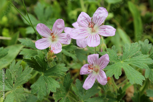 Fototapeta Naklejka Na Ścianę i Meble -  Pink wildflower, Richardson's Geranium, geranium richardsonii, growing on the side of Pike's Peak Mountain in Colorado in the Western United States of America.
