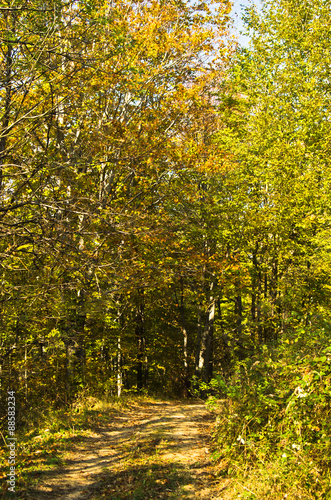 Forest path at autumn sunny day in Djerdap national park