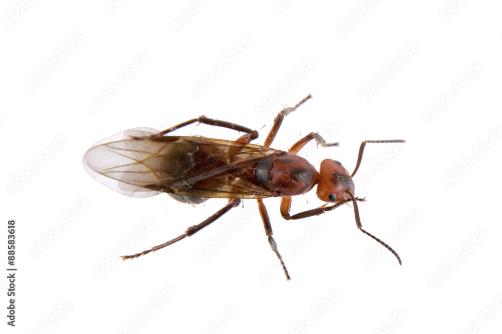 Fototapeta premium Brown insect on a white background