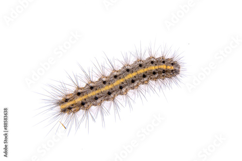 Colored caterpillar on a white background