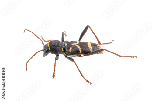 Yellow black bug on a white background