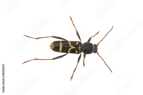 Yellow black bug on a white background