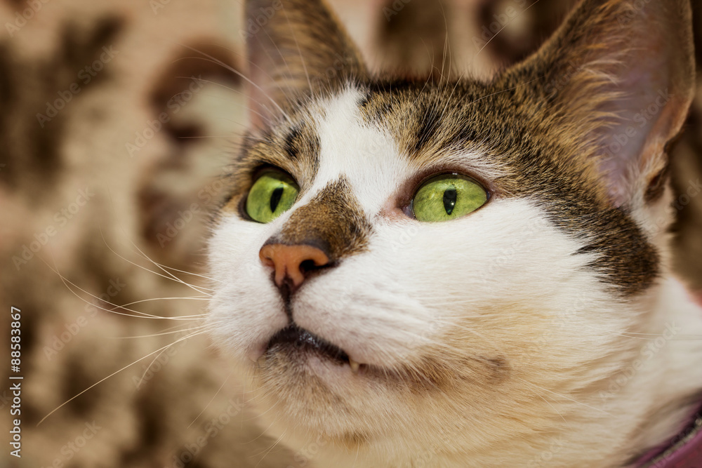 Closeup of a cat Closeup of a cat