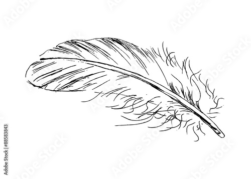 hand sketch feather