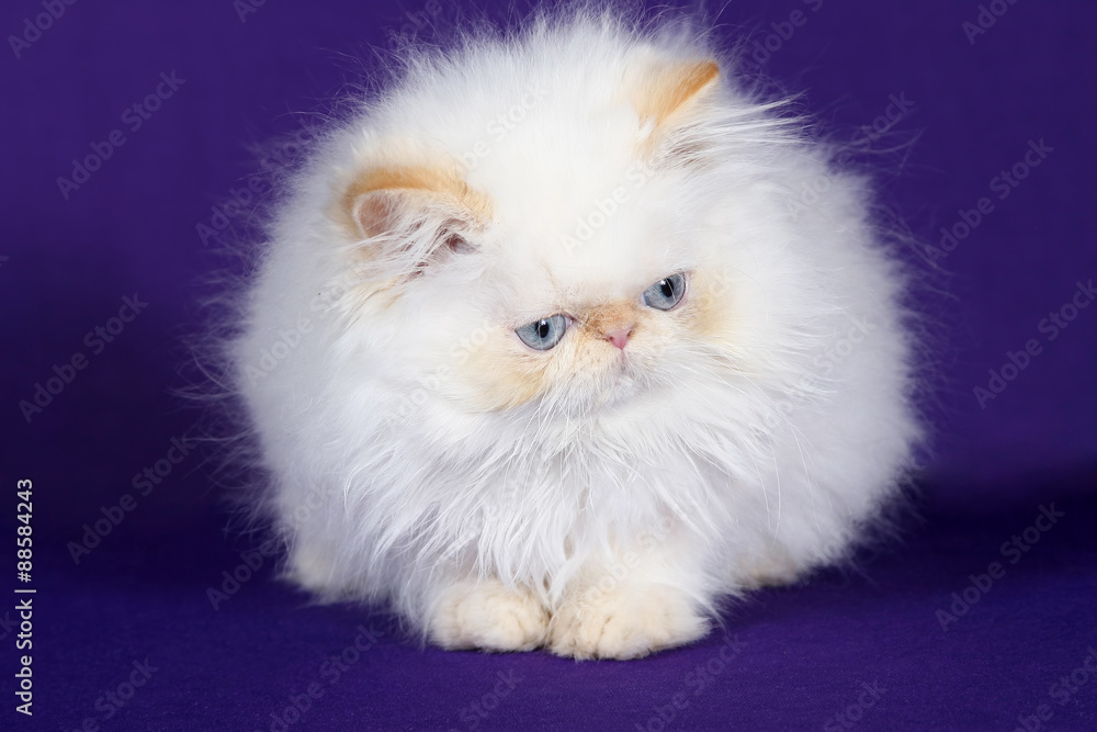 Studio portrait of a cute white kitten