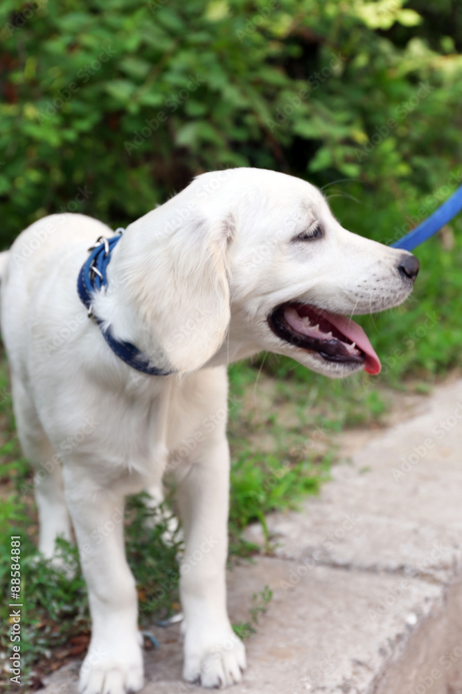 Labrador retriever dog with leash walking outdoors