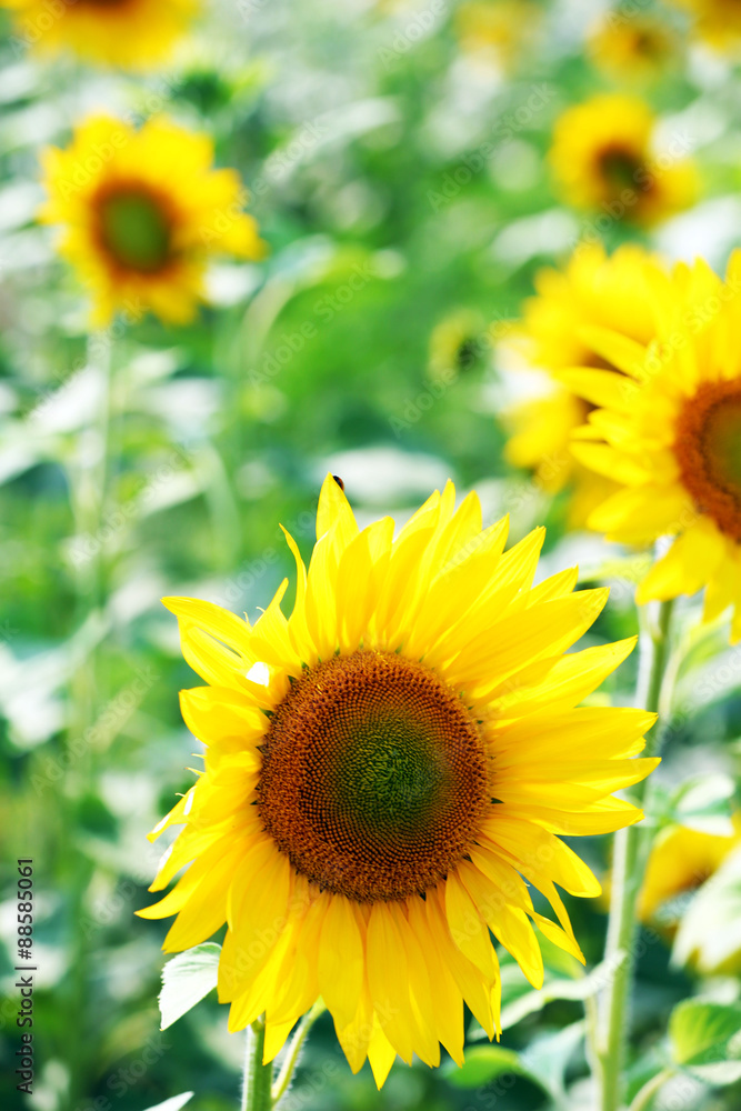 Sunflower field Sunflower field