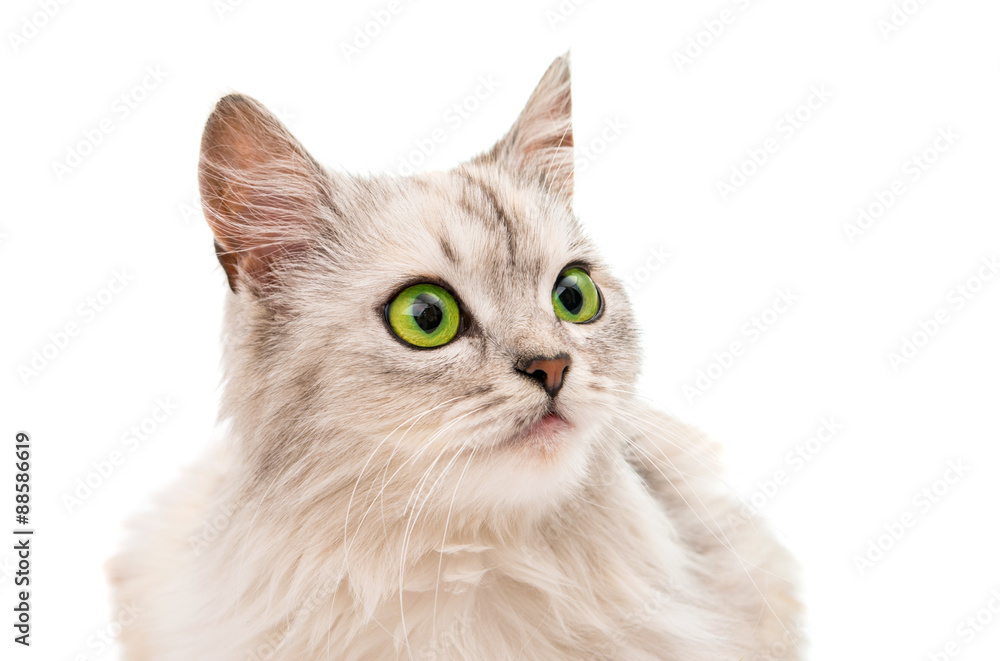Fototapeta premium gray cat