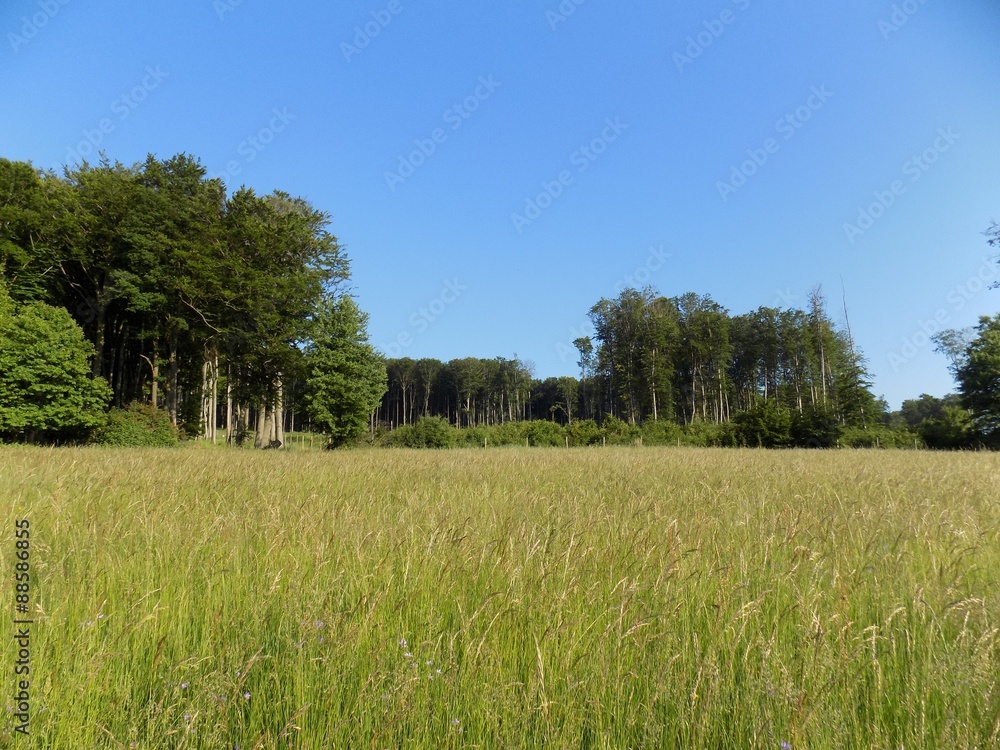 Meadow, deciduous forest and blue sky Meadow, deciduous forest and blue sky