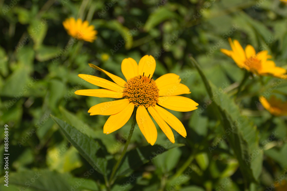 yellow flowers in nature closeup yellow flowers in nature closeup