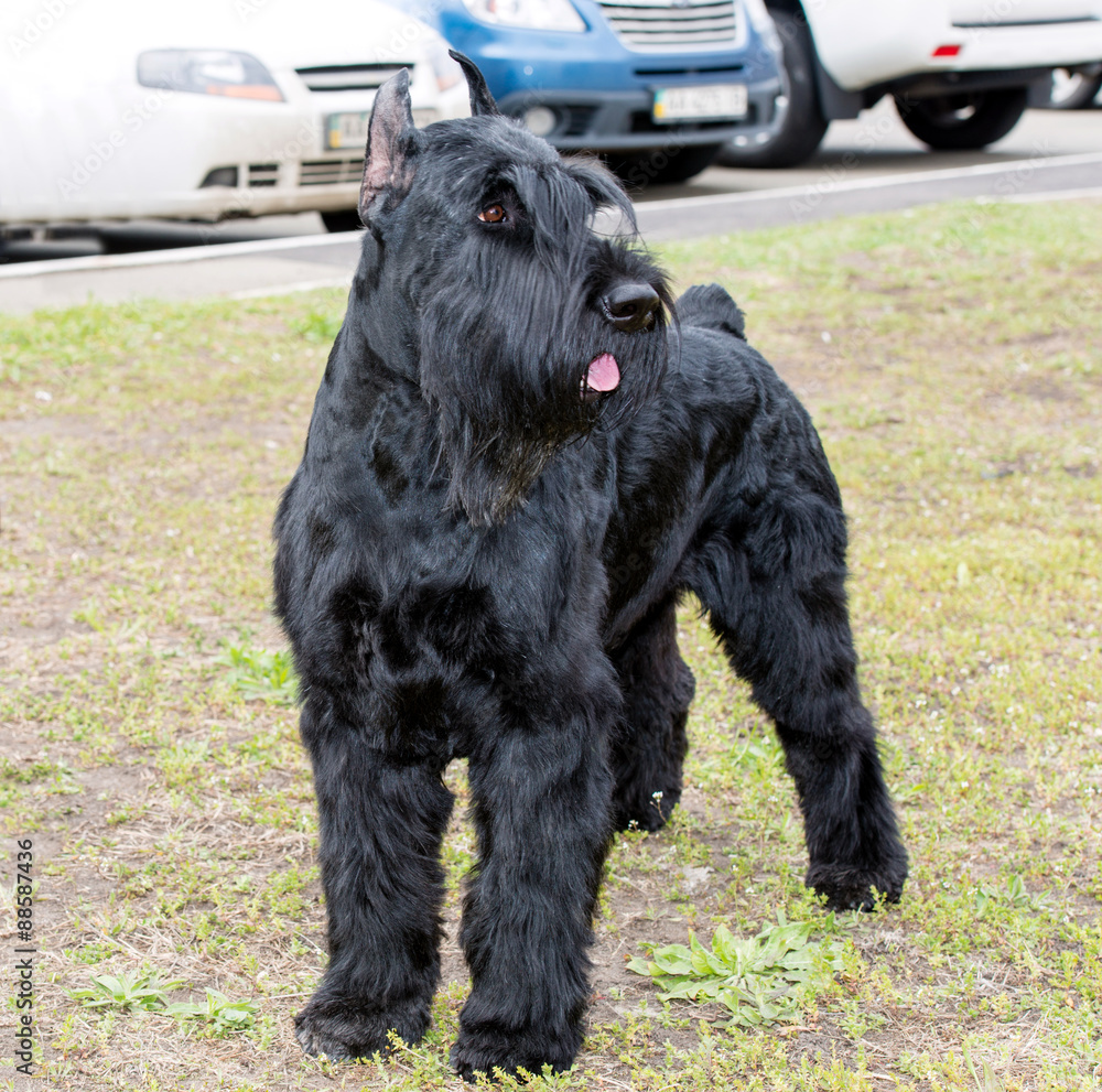 Giant schnauzer looks. The Giant schnauzer is on the grass in the park.