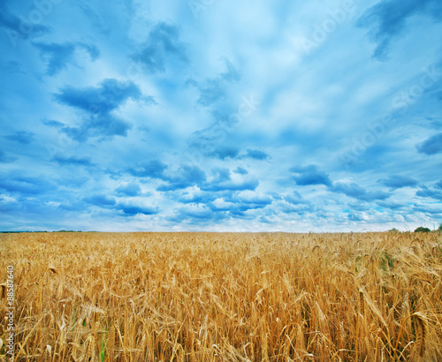 wheat field