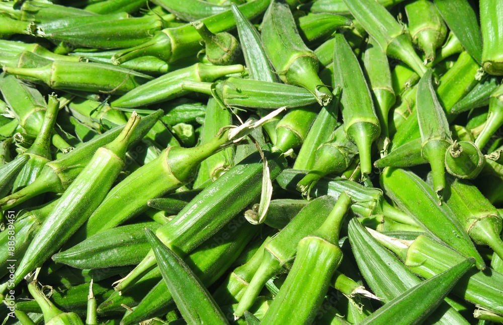 Fototapeta premium Fresh green summer okra for sale at farm stand