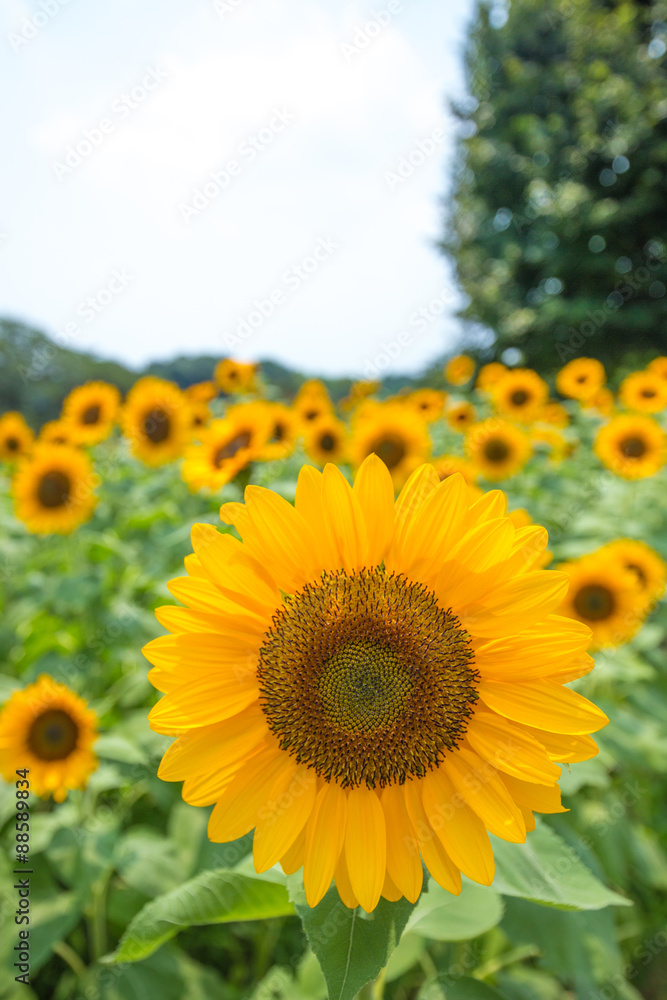 Obraz premium ひまわり（向日葵）