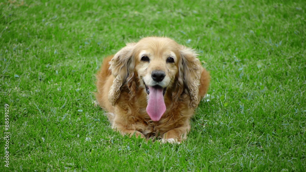 Cocker Female dog Tired and Panting. Cocker Female dog Tired and Panting.