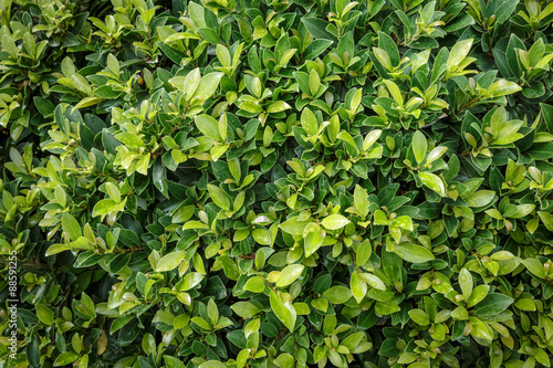 Green leaf wall texture  background © ukimurakung