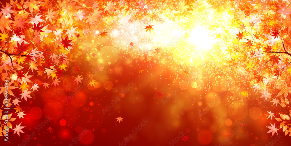 Fototapeta premium もみじ 紅葉 背景